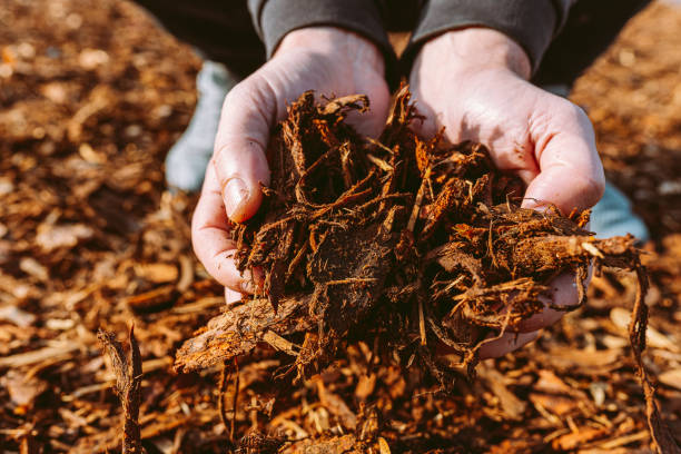 Man's hands holding wood chips man holding pile of wood chip mulch recycled, shredded tree bark and leftovers wood chip stock pictures, royalty-free photos & images
