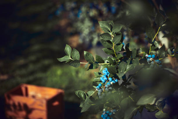 Fresh unpicked blueberries on a farm.