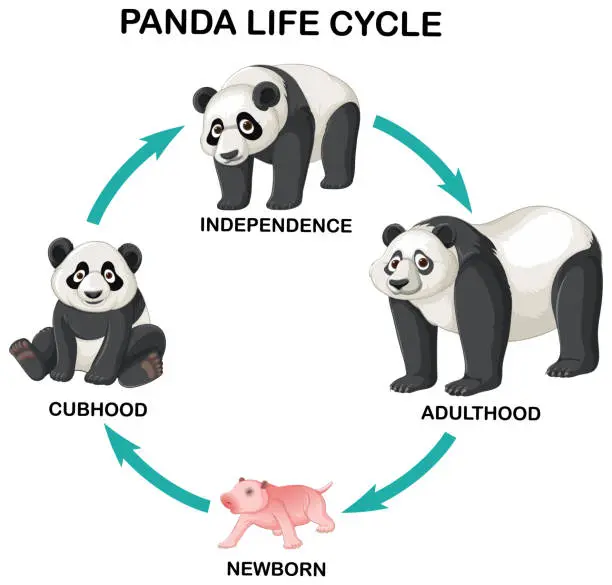 Vector illustration of Panda life cycle infographic