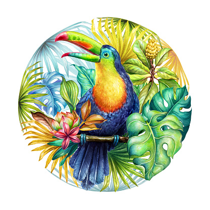 istock watercolor round botanical illustration, hand painted toucan in the jungle, green palm leaves, paradise bird, tropical nature, isolated on white background 1473655890