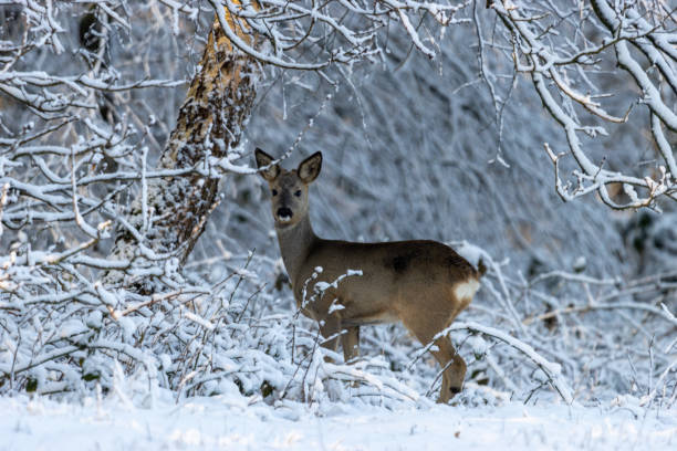Reh Winter Reh im Winter zischen Bäumen roe deer frost stock pictures, royalty-free photos & images