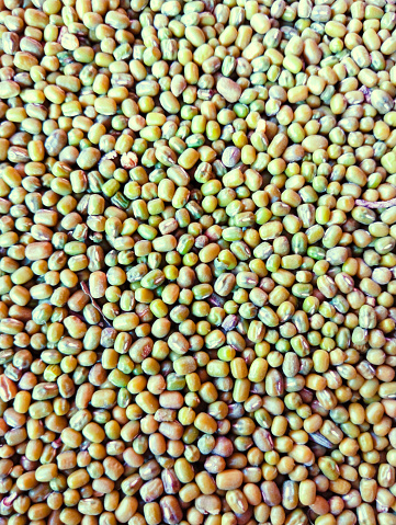 Green gram seeds whole moong bean lentils mung beans pulse food sabatmoong mungpea moongdaal vigna radiata monggo, or munggo gramme vert view gramo verde image gramaverde closeup view image stock photo