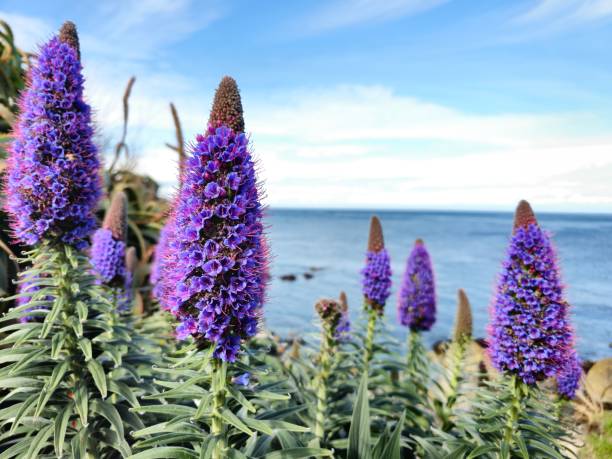 Purple flowers near lovers point California