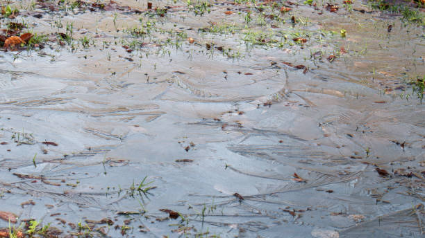 istock Green meadow under a thick layer of ice on a spring morning. 1473658654