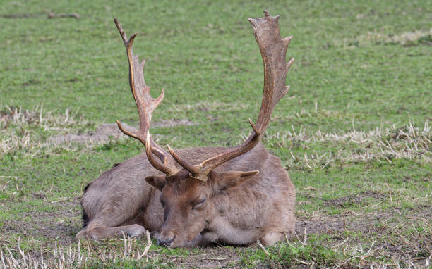 istock The male fallow deer lies on the grass. 1473658669