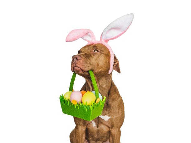 istock Lovable, pretty puppy and a basket of Easter eggs 1473658871