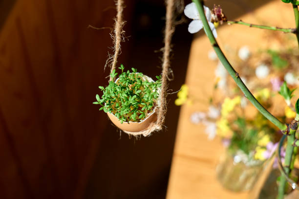 istock Easter home decoration. Microgreens in egg shell hanging on spring twigs as easter decoration.Easter floral arrangement. 1473658915