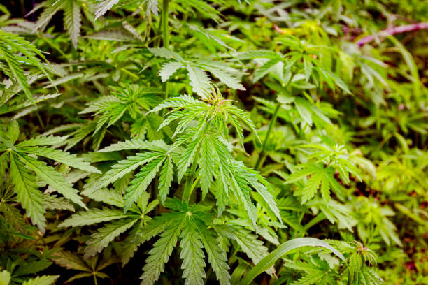 istock Industrial hemp, sativa grow wild 1473659277
