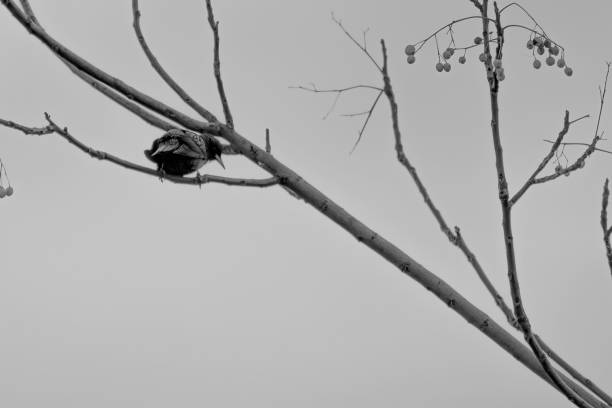 istock Magpie on branch and blue sky posing 1473659841