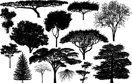 Highly detailed tree silhouettes.