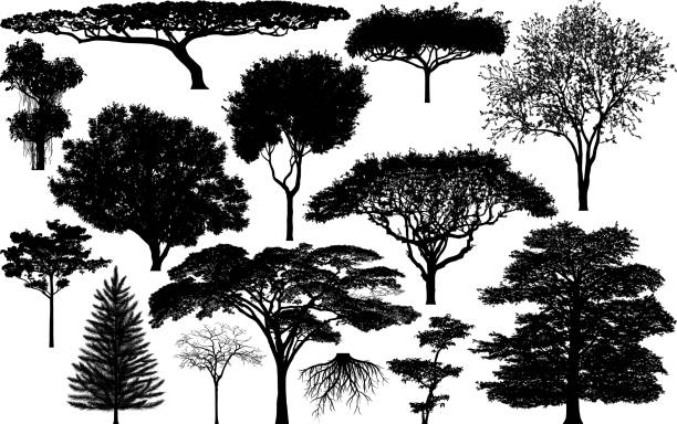Highly Detailed Tree Silhouettes Highly detailed tree silhouettes. bush isolated white background plant stock illustrations