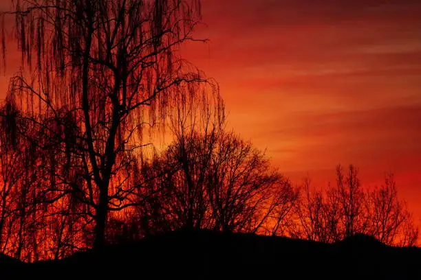Photo of Weeping willow at sunset. Willow on the background of a crimson sunset. Bloody sky and silhouettes of trees. A bright sunset. Crimson sunset and silhouettes of trees.