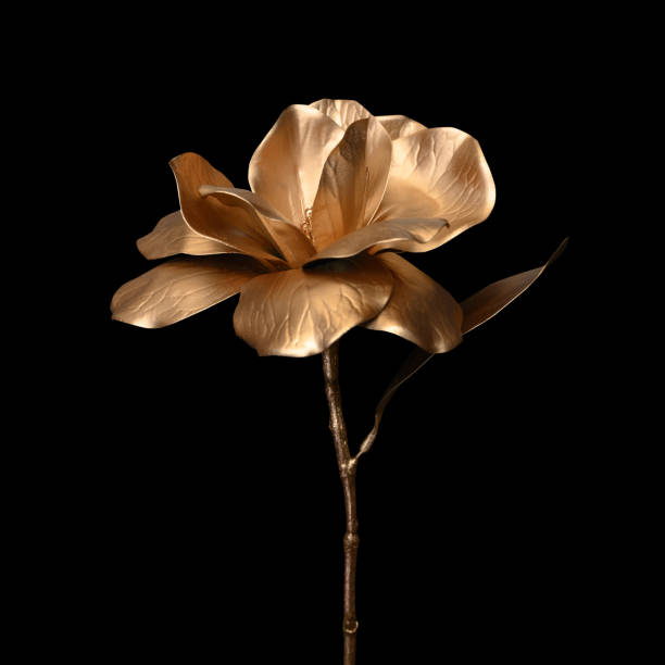 rosa dourada no fundo preto. - rose metallic plant flower - fotografias e filmes do acervo