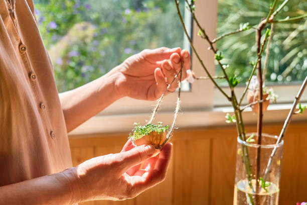istock Easter home decoration. Woman's hands hanging egg shell with fresh microgreens on spring twigs as easter decoration.Easter floral arrangement. 1473661871