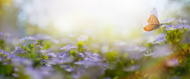 istock Art Beautiful Blurred Spring Background Nature With Blooming Glade and Fly Butterfly Against Blue Sky on a Sunny Day. 1473663249