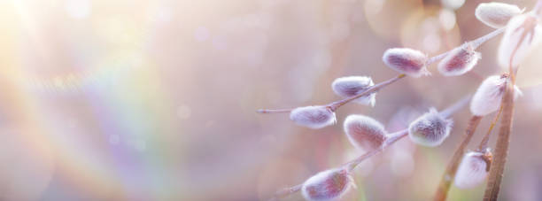 istock art beautiful Easter springtime floral background; blooming willow tree in spring on sunny bokeh  background. 1473663576