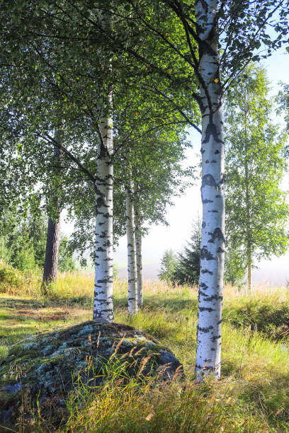 istock Birch trees around a small pond, summer in Swedish countryside 1473665307