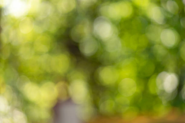 istock Natural green bokeh for background. 1473665412