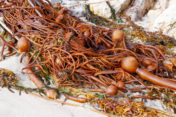 istock Malibu's Bull Kelp Piles 1473666551