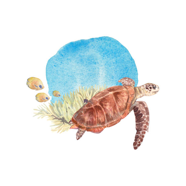 istock Sea turtle on the background of anemone corals with yellow fish highlighted on a white background. Watercolor illustration of marine animals and plants. The drawing is suitable for postcards, design. 1473667532