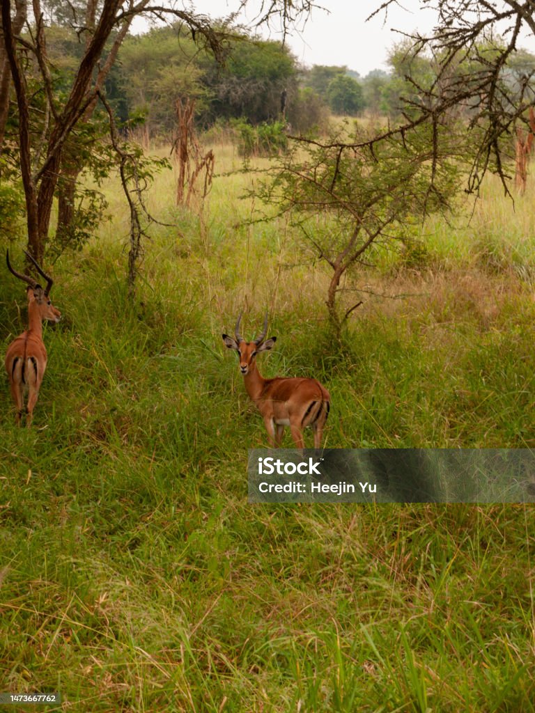 Elegant Gazelle in the Forest A gazelle gazes peacefully in the dense forest foliage Akagera National Park Stock Photo