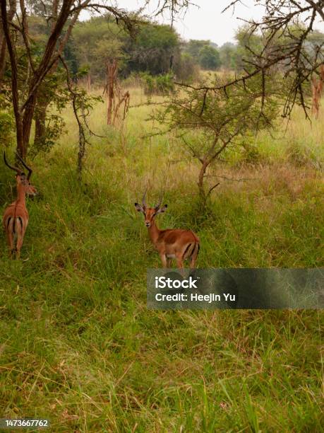 Elegant Gazelle In The Forest Stock Photo - Download Image Now - Akagera National Park, Rwanda, Animal