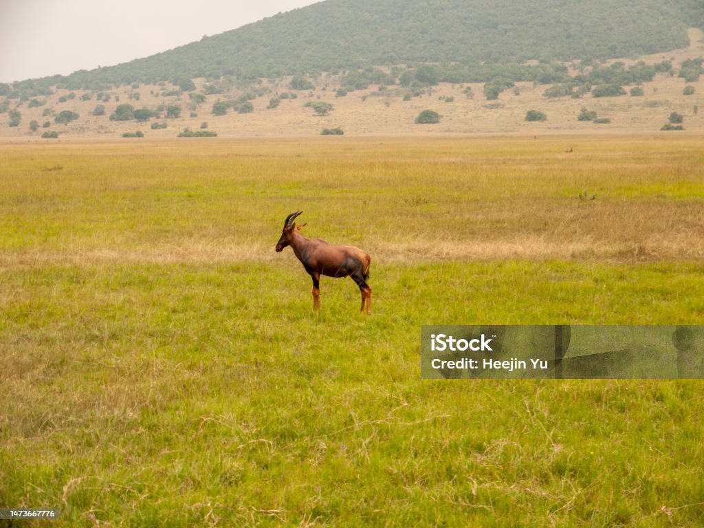 The Serenity of Akagera National Park's Topi A topi standing tall in the vast grasslands of Akagera National Park Akagera National Park Stock Photo