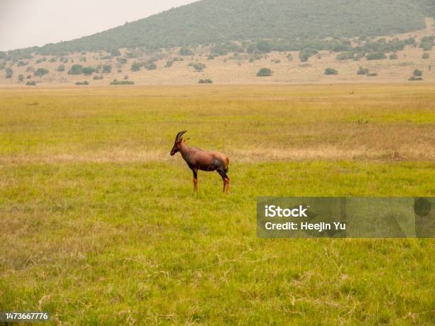 The Serenity Of Akagera National Parks Topi Stock Photo - Download Image Now - Akagera National Park, Animal, Animal Wildlife
