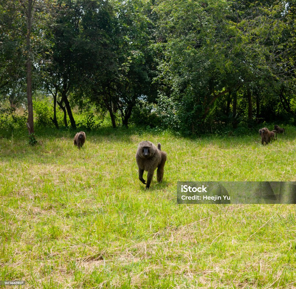 Big Primate Trio on the Grass Three big baboons enjoying a walk on the lush grass near the forest Akagera National Park Stock Photo