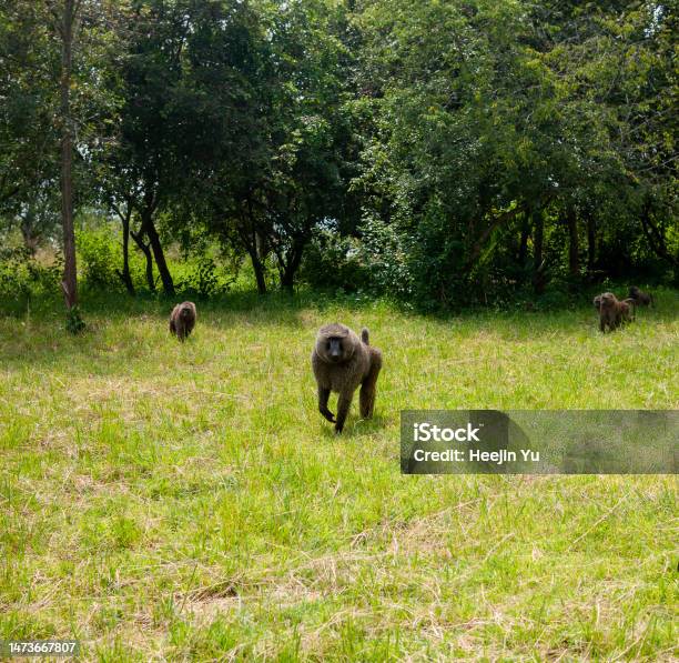 Big Primate Trio On The Grass Stock Photo - Download Image Now - Akagera National Park, Rwanda, Adventure