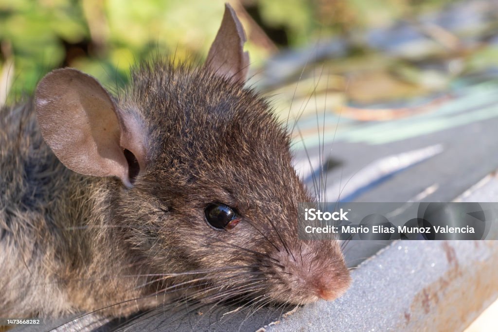 The black rat or Rattus rattus, also known as ship rat, roof rat, or house rat. Portrait of a black rat (Rattus rattus), also known as ship rat, roof rat, or house rat. Animal Stock Photo