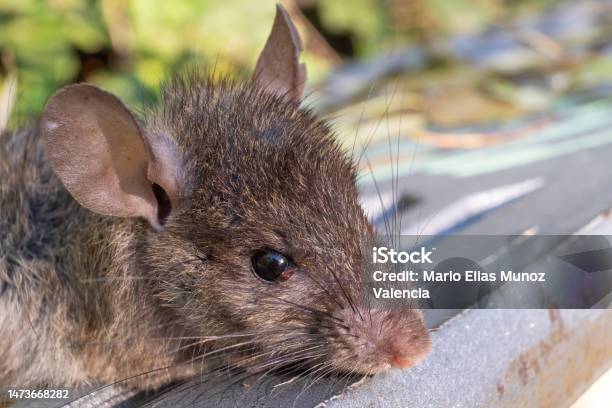 The Black Rat Or Rattus Rattus Also Known As Ship Rat Roof Rat Or House Rat Stock Photo - Download Image Now