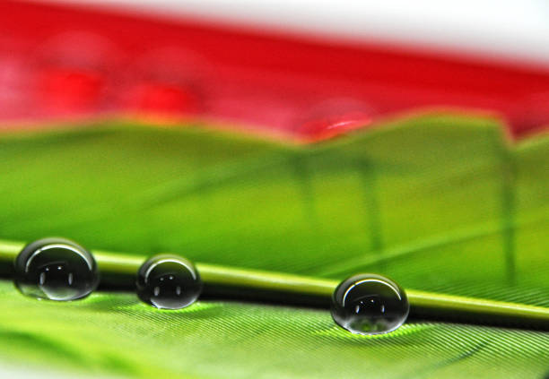 화려한 염색 오리 깃털에 물방울이 이슬 녹색과 빨간색에 클로즈업 - water surface surface level emotional stress drop 뉴스 사진 이미지