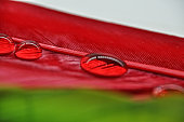 water droplets on colorful dyed duck feathers close-up on dew green and red