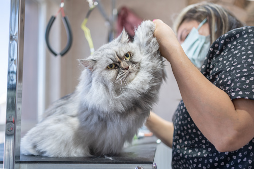 Cat Grooming In Pet Grooming Salon