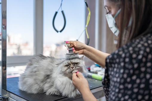 Cat Grooming In Pet Grooming Salon