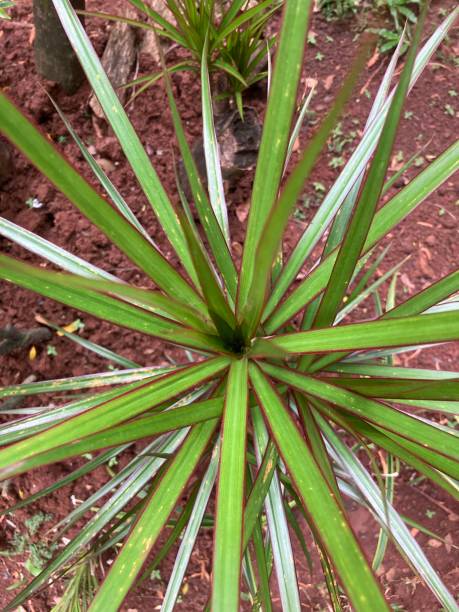 istock ornamental plants hajuan 1473671045