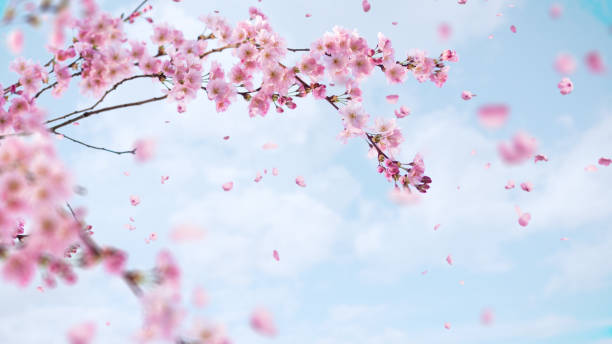 落ちる桜の背景 - 桜の花 ストックフォトと画像
