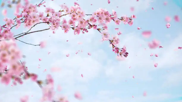 Falling Cherry Blossom Background