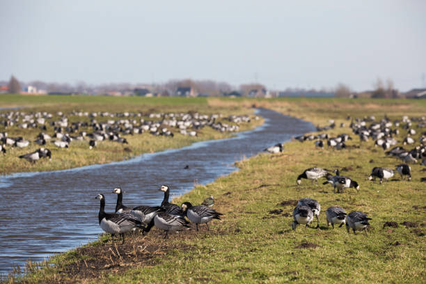 istock Flock of barnacle goose (Branta leucopsis) in a meadow 1473672633