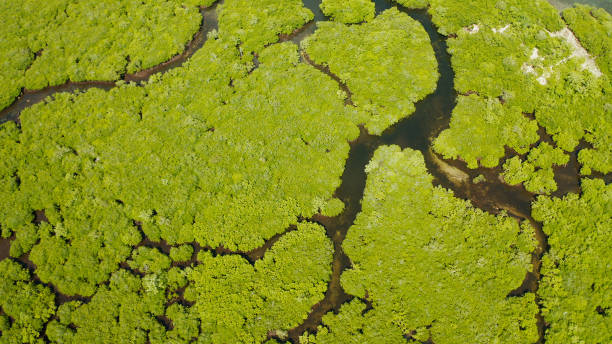 istock Aerial view of Mangrove forest and river. 1473672648