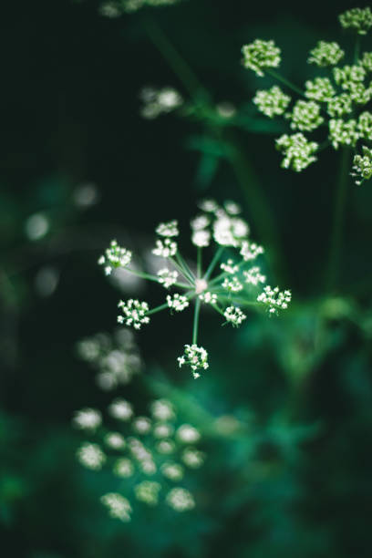 Closeup of a Goutweed plant