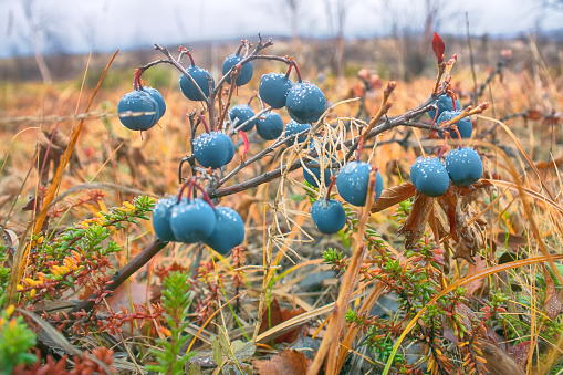 Large Mature blueberries in autumn in the tundra of Lapland. Visible yellow sedge, willow, mossberry