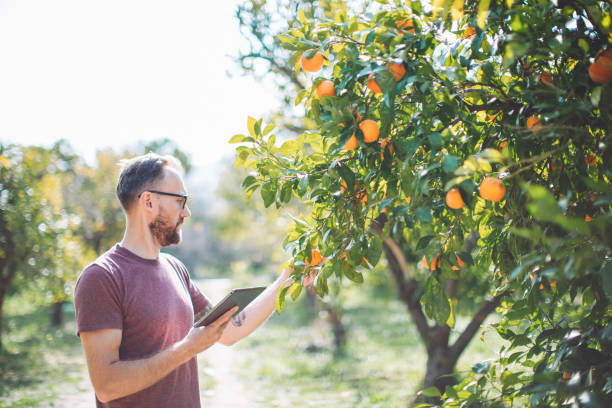 istock Young adult farmer examining orange tree in the garden using digital tablet 1473673347