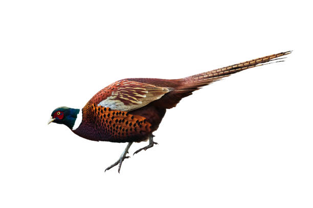 istock Common pheasant Phasianus colchius Ring-necked pheasant isolated on white background 1473673362