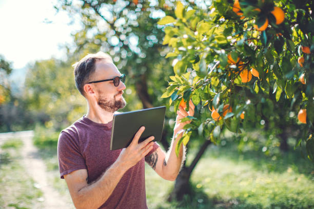 istock Young adult farmer examining orange tree in the garden using digital tablet 1473673942