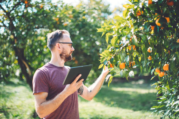 istock Young adult farmer examining orange tree in the garden using digital tablet 1473673945