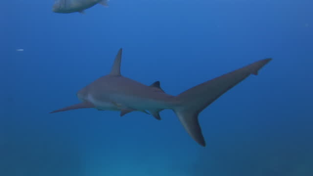 Intimate view of reef sharks in their natural habitat in Caribbean Sea.
