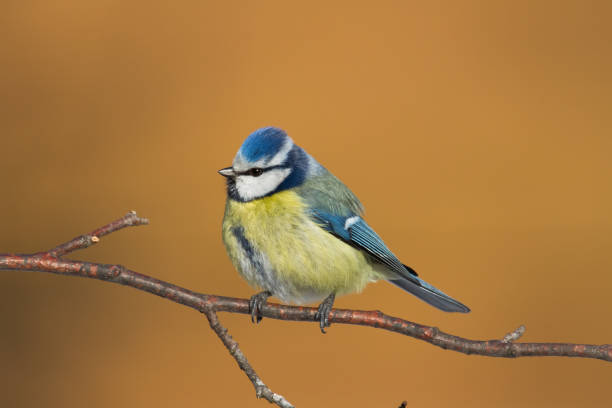 istock Bird - Bluetit on winter background, winter time Poland Europe 1473674321