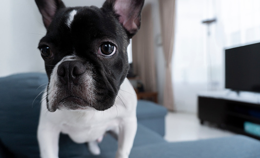 Cute black and white french bulldog sits and looks straight in the camera on the sofa in the livingroom.
